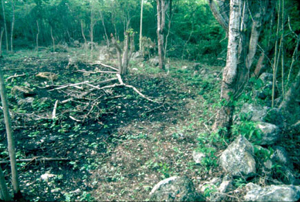 Figure 14. Albarrada Houselot Wall. Figure 14. Albarrada Houselot Wall.