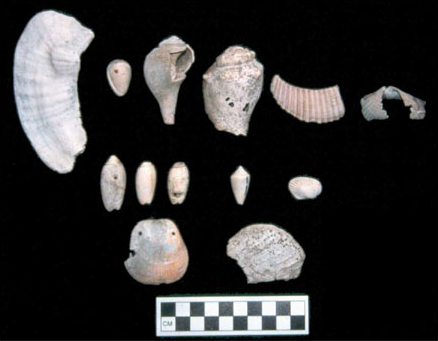 Figure 18b. Marine Shell. Figure 18b. Marine Shell.
