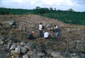 Figure 27. Surface Collection at Mayapán 2001.