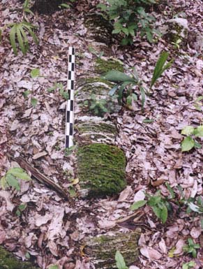 Plate 1.3: Column fallen en bloc at Kulub&aacute; Group C, Structure 11 (Andrews IV's Structure 5).