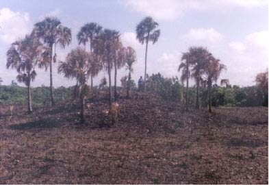 Plate 4.1: View north to Yun Ak Structure 3 from Structure 2.