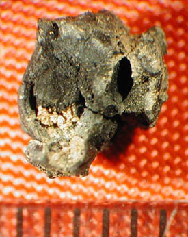 Figure 2. Nancé (Byrsonima crassifolia) pit from Actun Nak Beh. Figure 2. Nancé (Byrsonima crassifolia) pit from Actun Nak Beh.