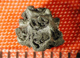 Figure 4. Maize (Zea mays) cob fragment from Actun Chapat. Figure 4. Maize (Zea mays) cob fragment from Actun Chapat.