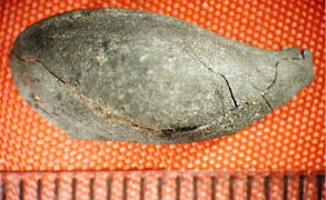 Figure 7. Squash seed (Cucurbita pepo) from Barton Creek Cave. Figure 7. Squash seed (Cucurbita pepo) from Barton Creek Cave.