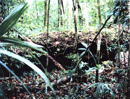 Figure 4. A cave entrance located to the west of the North Plaza at Maax Na.