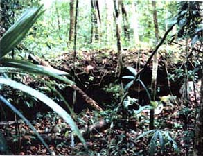 A cave entrance located to the west of the North Plaza at Maax Na.