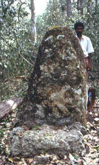 Figure 15. Stela at El Chismito, looking north. Figure 15. Stela at El Chismito, looking north.