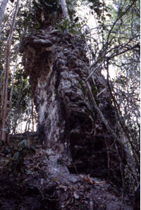 Figure 21. Altamira, structure 1.5 km southeast of the site's core, looking west.