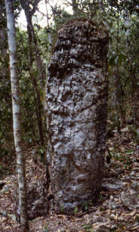 Figure 22. Altamira, Stela 2, looking south.