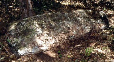 Figure 23. Altamira, Stela 14, looking west.