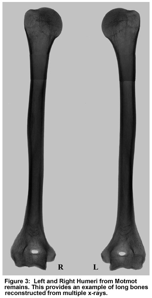 Figure 3: Left and Right Humeri from Motmot remains. This provides an example of long bones reconstructed from multiple x-rays.