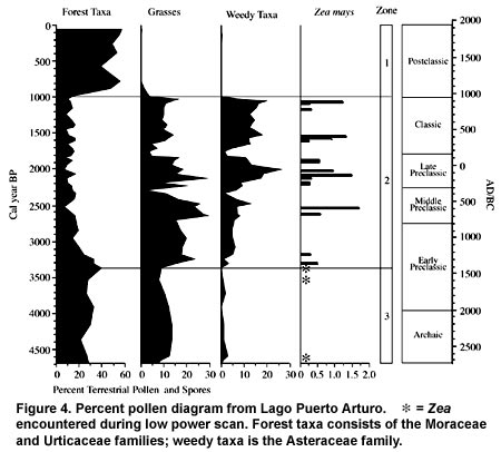 Figure 4. Percent pollen diagram from Lago Puerto Arturo.  * = Zea encountered during low power scan. Forest taxa consists of the Moraceae and Urticaceae families; weedy taxa is the Asteraceae family.