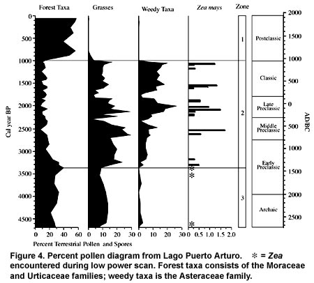 Figure 4. Percent pollen diagram from Lago Puerto Arturo. * = Zea encountered during low power scan. Forest taxa consists of the Moraceae and Urticaceae families; weedy taxa is the Asteraceae family.