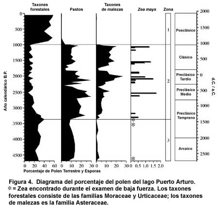 Figura 4. Diagrama del porcentaje del polen del lago Puerto Arturo. * = Zea encontrado durante el examen de baja fuerza. Los taxones forestales consiste de las familias Moraceae y Urticaceae; los taxones de malezas es la familia Asteraceae.