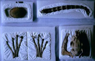 Figure 4. An assortment of faunal material found in the cist. Figure 4. An assortment of faunal material found in the cist.