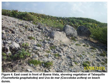 Figure 4. East coast in front of Buena Vista, showing vegetation of Tabaquillo (Tournefortia gnaphalodes) and Uva de mar (Coccoloba uvifera) on beach dunes. Figure 4. East coast in front of Buena Vista, showing vegetation of Tabaquillo (Tournefortia gnaphalodes) and Uva de mar (Coccoloba uvifera) on beach dunes.