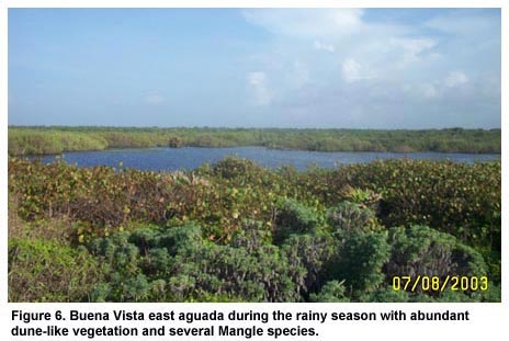 Figure 6. Buena Vista east aguada during the rainy season with abundant dune-like vegetation and several Mangle species. Figure 6. Buena Vista east aguada during the rainy season with abundant dune-like vegetation and several Mangle species.
