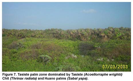 Figure 7. Tasiste palm zone dominated by Tasiste (Acoellorraphe wrightii) Chit (Thrinax radiata) and Huano palms (Sabal yapa). Figure 7. Tasiste palm zone dominated by Tasiste (Acoellorraphe wrightii) Chit (Thrinax radiata) and Huano palms (Sabal yapa).