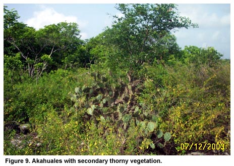 Figure 9. Akahuales with secondary thorny vegetation. Figure 9. Akahuales with secondary thorny vegetation.