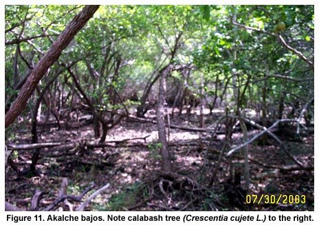Figure 11. Akalche bajos. Note calabash tree (Crescentia cujete L.) to the right. Figure 11. Akalche bajos. Note calabash tree (Crescentia cujete L.) to the right.