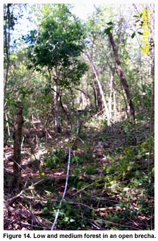 Figure 14. Low and medium forest in an open brecha. Figure 14. Low and medium forest in an open brecha.