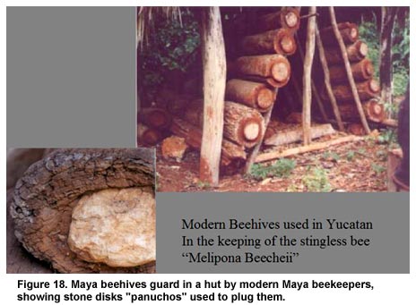 Figure 18. Maya beehives guard in a hut by modern Maya beekeepers, showing stone disks "panuchos" used to plug them. Figure 18. Maya beehives guard in a hut by modern Maya beekeepers, showing stone disks "panuchos" used to plug them.