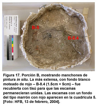 Figura 17. Porci&oacute;n B, mostrando manchones de pintura in situ. La m&aacute;s extensa, con fondo blanco moteado de rojo  B-8.4 (1.5cm x 5cm)  fue recubierta con tis&uacute; para que las escamas permanecieran unidas. Las escamas con un fondo del tipo marr&oacute;n con rojo aparecen en la cuadr&iacute;cula 5. [Foto: HFB, 13 de febrero, 2004].