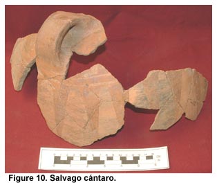 Figure 10. Salvago cántaro.