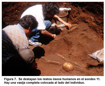 Figura 7. Se destapan los restos óseos humanos en el sondeo 11. Hay una vasija completa colocada al lado del individuo. Figura 7. Se destapan los restos óseos humanos en el sondeo 11. Hay una vasija completa colocada al lado del individuo.