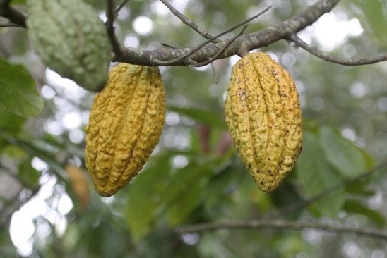 Vainas del cacao 