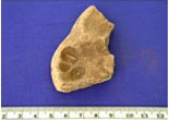 Figure 37a. Mold from Las Canoas: Figurine/Ocarina mold from 2002 season.