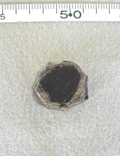 Figure 39d. Site PVC 162, Obsidian Core Platform Details, scarred.