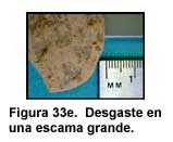 Figura 33e. Desgaste en una escama grande.