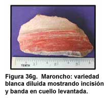 Figura 36g. Maroncho: variedad blanca diluida mostrando incisión y banda en cuello levantada.