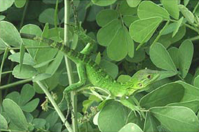 Figure 5. Oapan Nahuatl: Kohketspalxoxo:hki photographed on cha:chaya:tsi:n tematsakaltik / Ctenosaura pectinata on Senna argentea (Kunth) H.S. Irwin & Barneby.