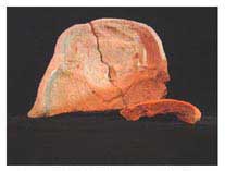 Figure 37. Mold, Museo Pr&iacute;ncipe Maya.