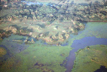 Figure 8. Oblique aerial photograph showing the mounded site center of La Cartera "A" and modified harbor area. View is looking east.