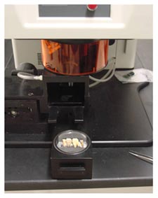 Figure 3. Some dental specimens ready to be analyzed in the laser chamber (photo by J. Dudgeon).