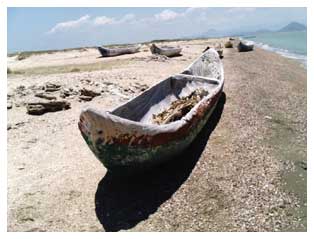 Figura 1. Flota huave de veleros artesanales de guanacaste (enterolobium cyclocarpum) en la orilla del Mar Tileme, Colonia Juárez, San Mateo del Mar, Oaxaca.