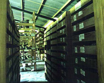 Figure 1. Pennsylvania Tikal Project shelving with skeletal remains in the new bodega at the Tikal Park.