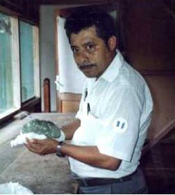 Figure 14. Norberto Tesuc&uacute;n, the museum coordinator for the Tikal Precolumbian Collections in the Sylvanus G. Morley Museum, Tikal, holding a jade statuette representing a sleeping jaguar, after the object was returned from an international exhibition.