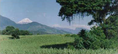 Figura 4. La Yerbabuena. Vista del volcán de Pico de Orizaba desde el lado oeste de la Pirámide 1. Mirando hacia el noroeste.