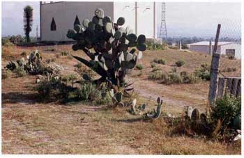 Lámina 1. TC-83. Capilla sobre montículo con el área del precinto al frente.