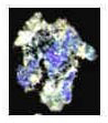 Fragmento de papel de amate (ampliado 4X) con pinceladas azules y negras, Tumba 2, Chan Chich, Belice