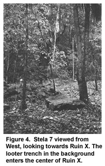 Figure 4. Stela 7 viewed from West, looking towards Ruin X. The looter trench in the background enters the center of Ruin X. Figure 4. Stela 7 viewed from West, looking towards Ruin X. The looter trench in the background enters the center of Ruin X.