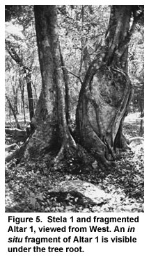 Figure 5. Stela 1 and fragmented Altar 1, viewed from West. An in situ fragment of Altar 1 is visible under the tree root. Figure 5. Stela 1 and fragmented Altar 1, viewed from West. An in situ fragment of Altar 1 is visible under the tree root.