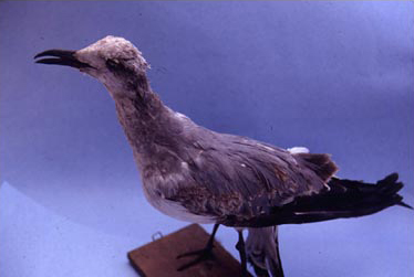 Figure 9. Cuachililla joven (Larus atricilla, gaviota). Seasonal waterfowl characteristic of the Santa Cruz Atizapan marsh.