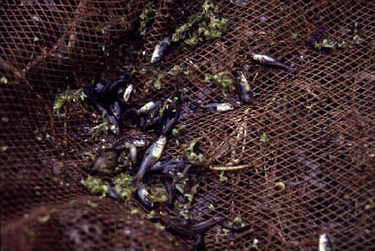 Figure 10. Prietito (Lermichthys multiradiales).