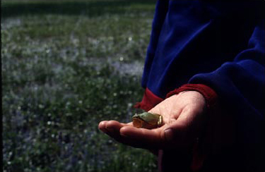 Figure 11. Frog (Hyla eximia).