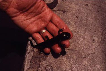 Figure 12. Ajolote (Ambystoma sp.).